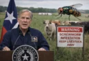 Texas declara emergencia por mosca del gusano barrenador